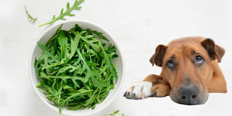 Can Dogs Eat Arugula Is It Safe Or It Can Be Toxic