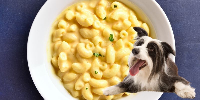 is pasta ok for dogs