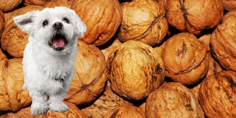 my dog ate walnuts what do i do