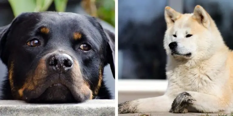 Akita Rottweiler Mix: Shedding, Training, and Care