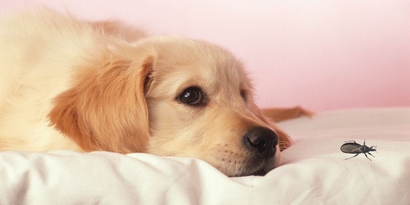 can-dogs-carry-bed-bugs-and-can-it-bite-your-pup