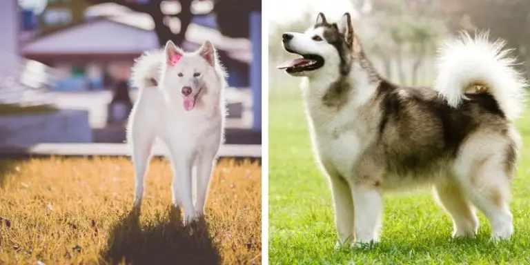 Akita Malamute Mix: Lifespan, Training Tips, and Grooming