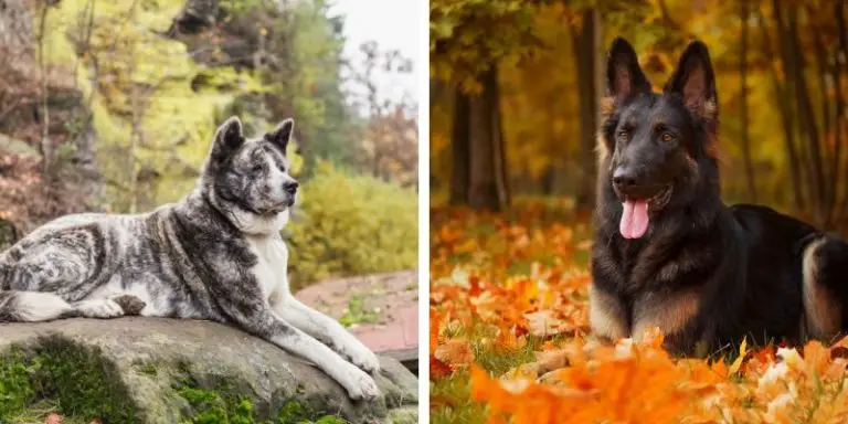 Akita German Shepherd Mix: Full Guide to the Mix