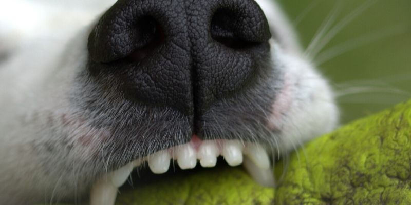 Dog Tooth Pain: Signs and Reasons (Home Remedies Included)