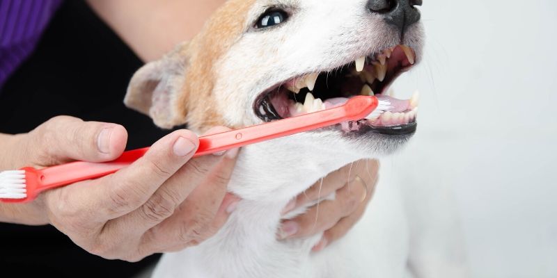 How to ease tooth pain in dogs