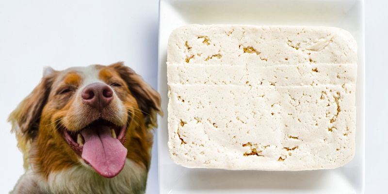 is tofu good for dogs