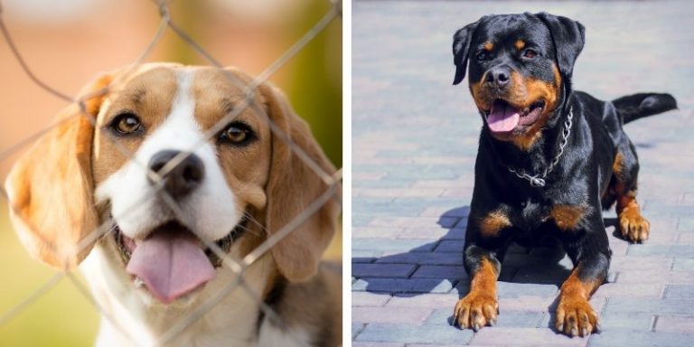 12 Most Loved Beagle Mixes: From Cheagle to Poogle