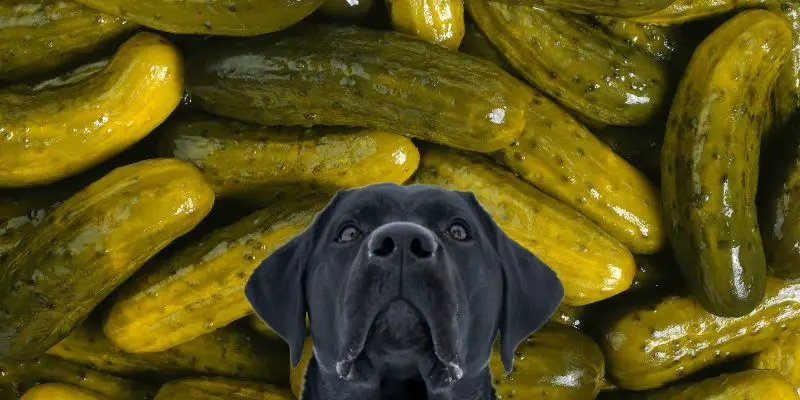 can dogs eat sweet pickles