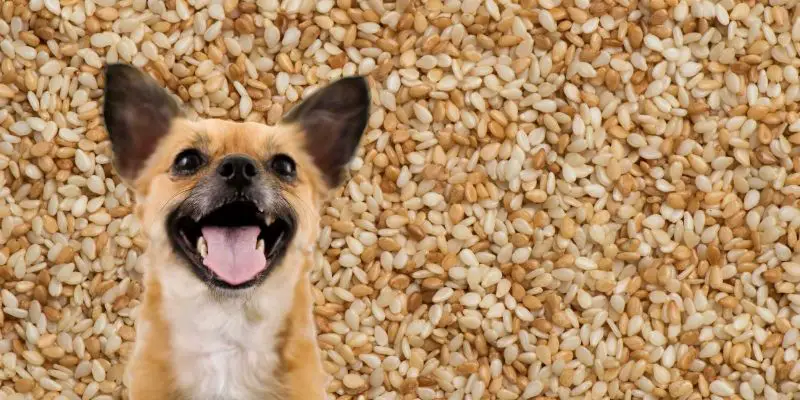 Can Dogs Eat Sesame Seeds? (Or Anything with Sesame Seeds?)