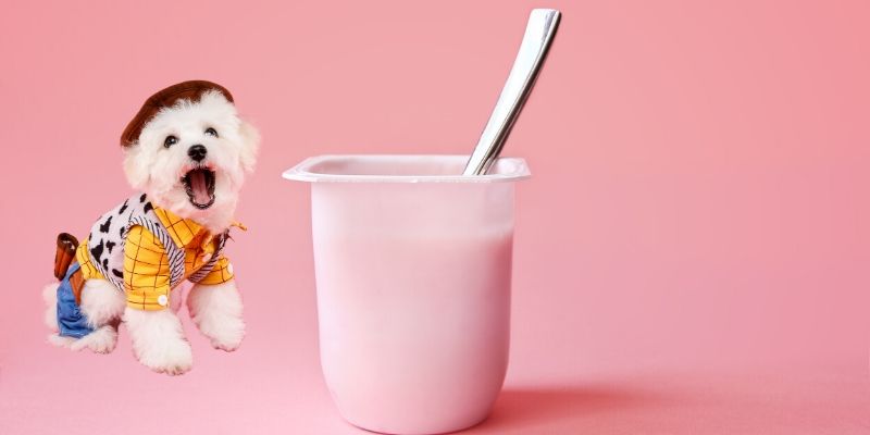 yogurt for dogs