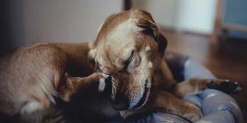 my dog scratches his bed