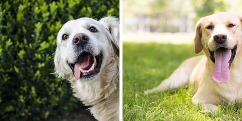 Golden Retriever Lab Mix: Do They Shed? Are They Trainable?