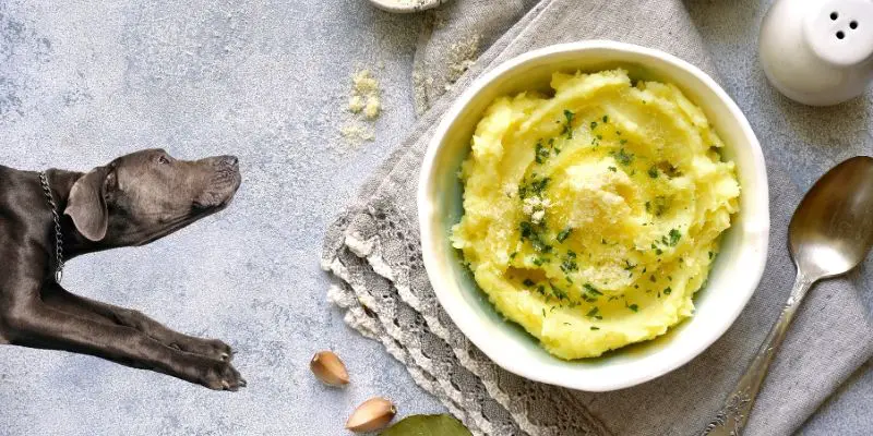 are mashed potatoes bad for dogs