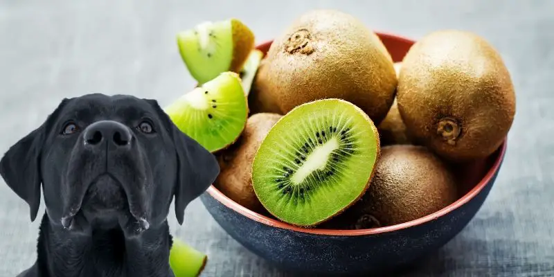 Can Dogs Eat Kiwi? (+ Safest Way to Share It with Your Pup)