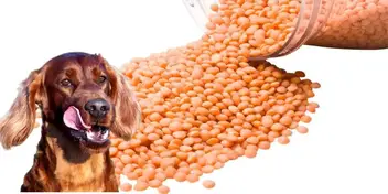 Can Dogs Eat Lentils Red Green Cooks In Soup Or Raw