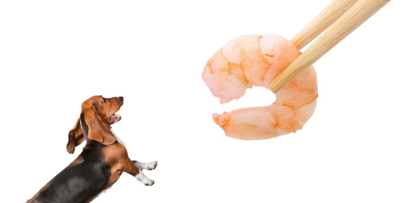 dog and shrimp tail
