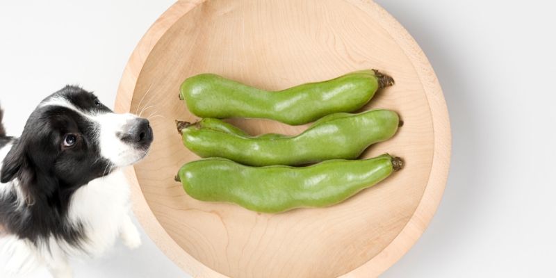 can dogs eat edamame skin