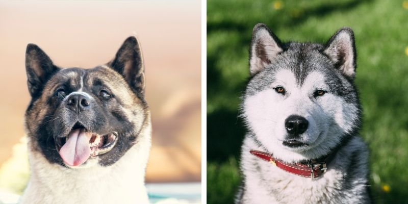 Akita Husky Mix: Fun Facts, Personality, Care, and Training