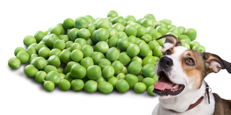 is edamame safe for dogs