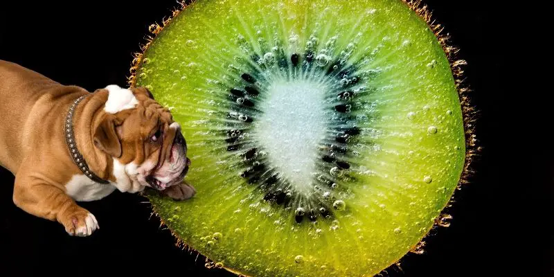 Can Dogs Eat Kiwi? (+ Safest Way to Share It with Your Pup)