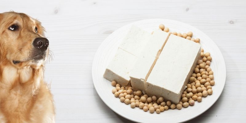 Can Dogs Eat Tofu? Here’s the Full Guide with Vets Comments