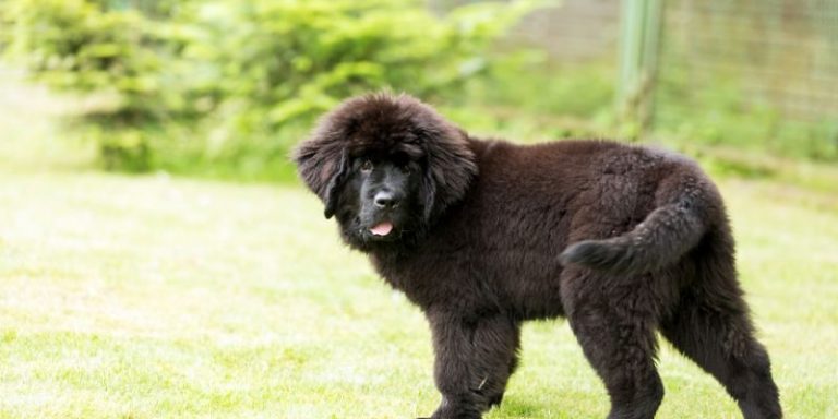 breed of dog that looks like a bear