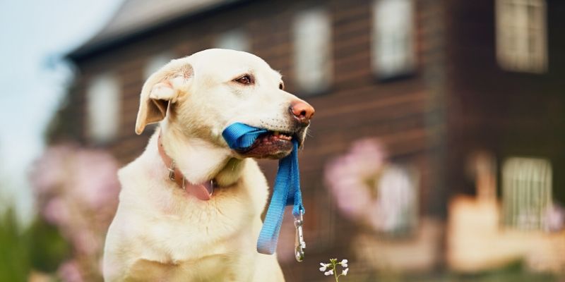 why apartments dont allow pets