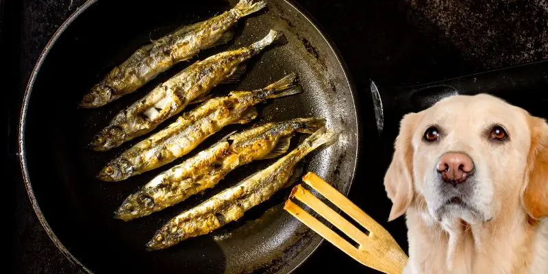 dog and fried sardines