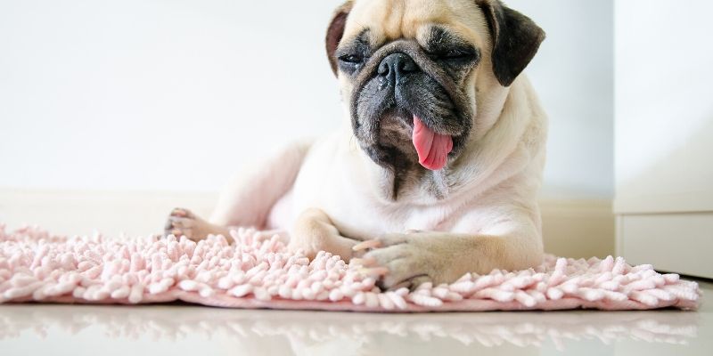 Why Do Dogs Sneeze? & When You Should Be Worried About It?
