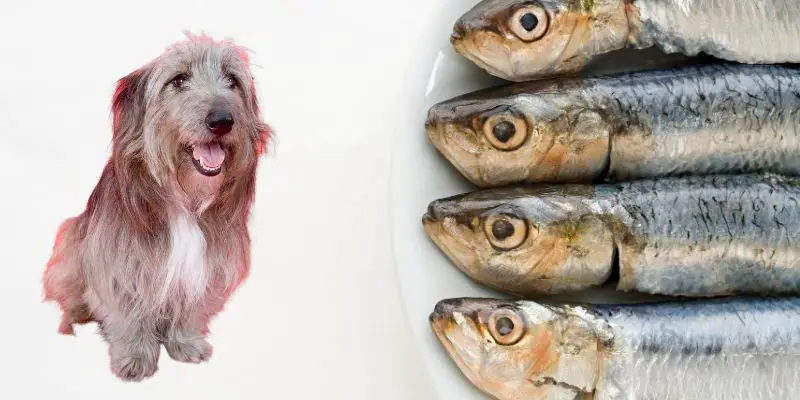 sardines in olive oil for dogs