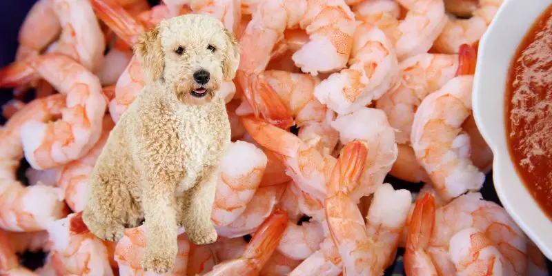 dogs and shrimp