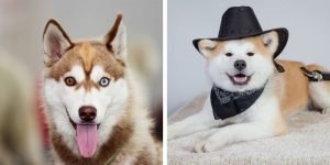 Akita Husky Mix: Fun Facts, Personality, Care, and Training