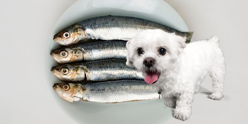 sardines in olive oil for dogs