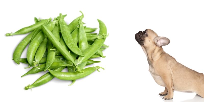 edamame for dogs
