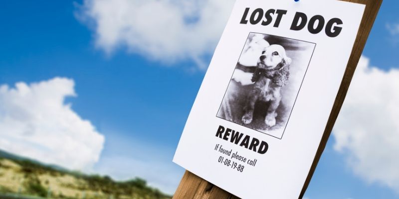 missing dog flyer