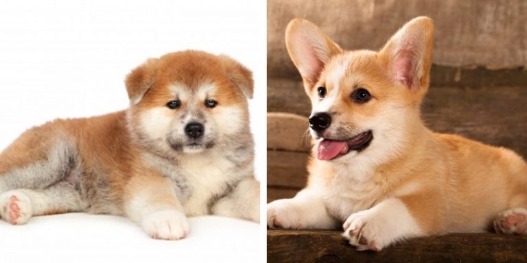 Akita Corgi Mix: Training, Grooming & Common Health Issues