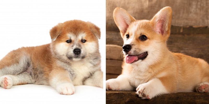 Akita Corgi Mix: Training, Grooming &amp; Common Health Issues