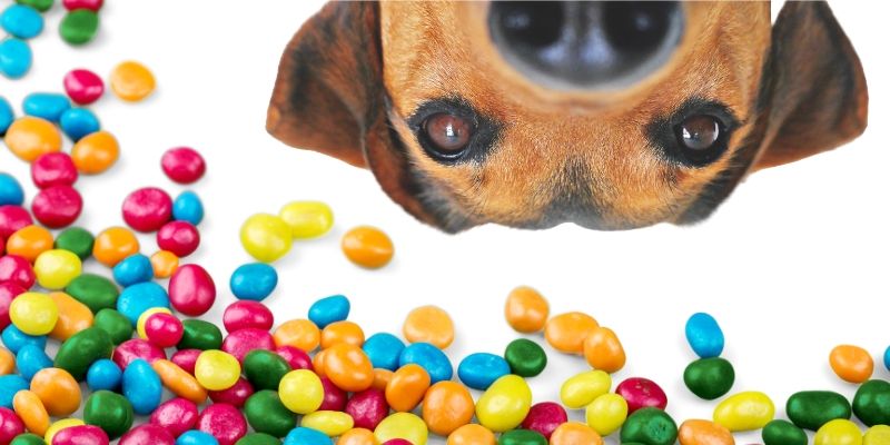 Can Dogs Eat Skittles What To Do If Your Pup Ate Too Much