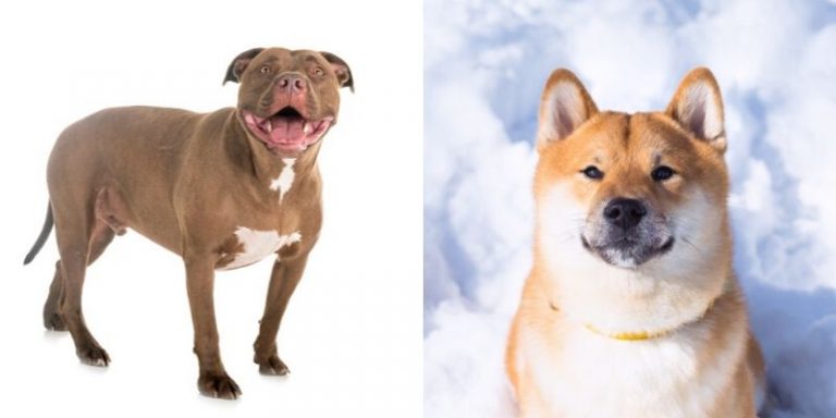 Akita Pitbull Mix: How to Train This Dog & Is It Right for You?