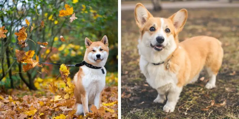 akita corgi mix for sale