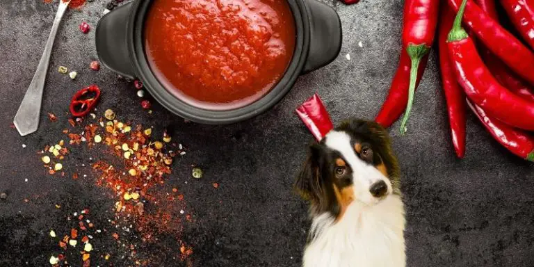 can-dogs-eat-spicy-food-can-they-taste-it-what-to-do-if-pet-ate-it