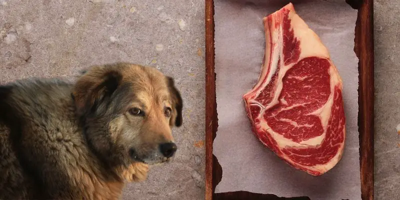 can dogs eat cooked steak bones