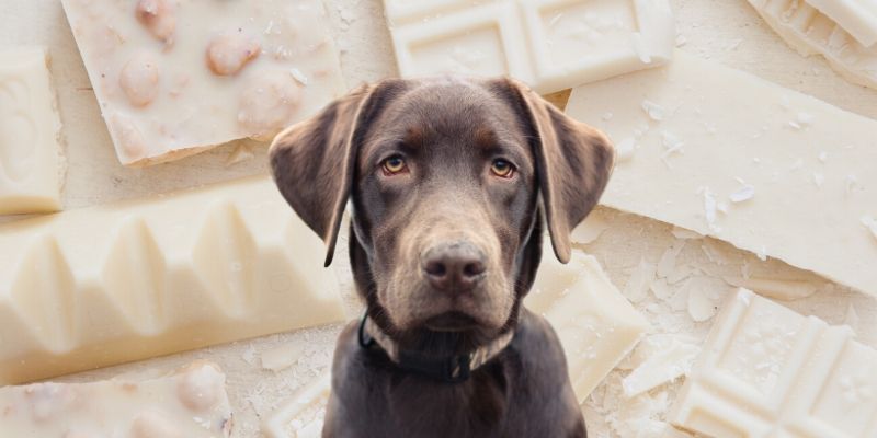 Can Dogs Eat White Chocolate? Can It Be Poisonous for Your ...