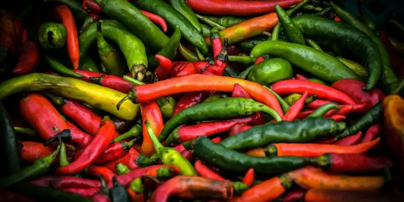 are hot peppers bad for dogs