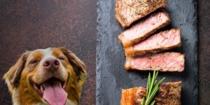 Steak! Can Dogs Eat Steak? (Everything You Need To Know)