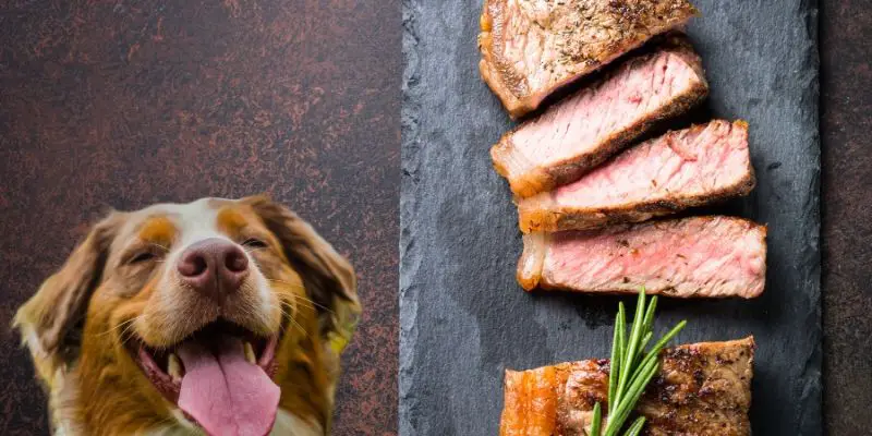 can dogs eat steak bones