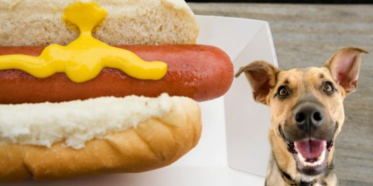 can-dogs-eat-hot-dogs-which-ones-uncooked-with-buns-or-without