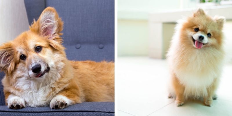 Pomeranian Mix Lifespan, Grooming Tips, & Health Issues