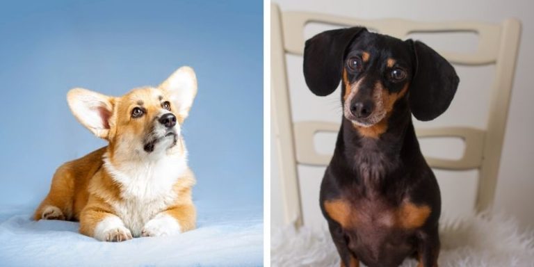 corgi doxie mix