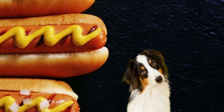 can-dogs-eat-hot-dogs-which-ones-uncooked-with-buns-or-without